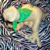 pricklesbandana1